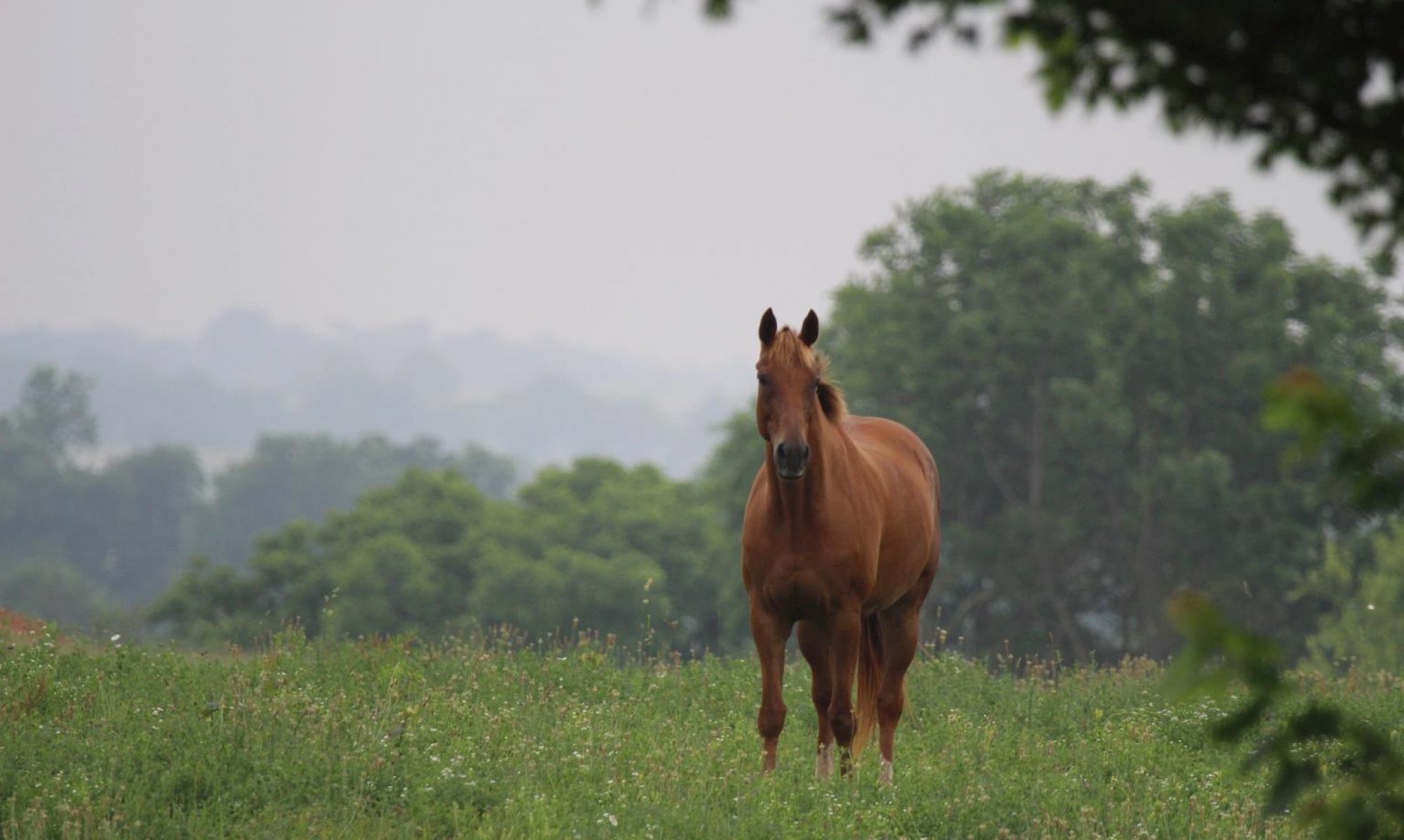 DeLima Stables